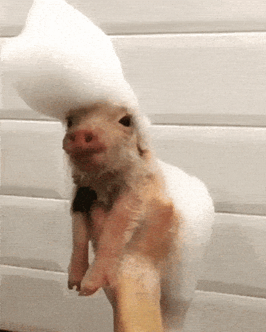 Giphy pig