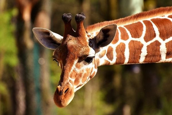 Giraffe sticking neck into frame
