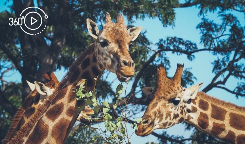 Three girafes representing an online zoo tour